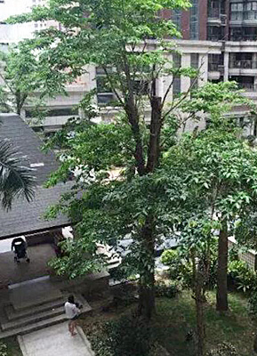 晉興花園小區